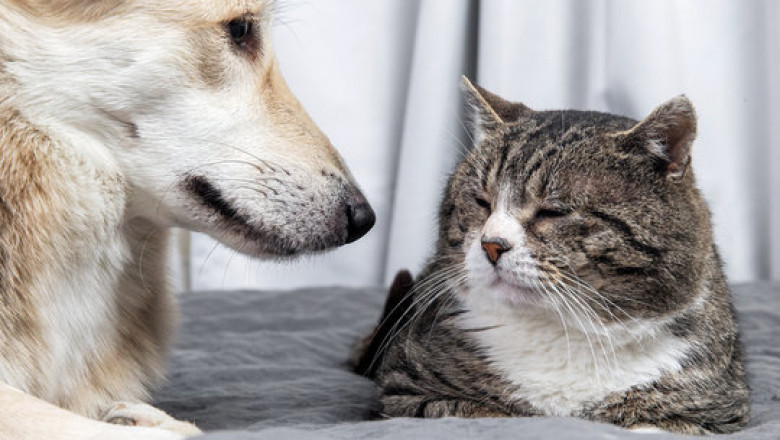 Expert Pet Surgery & Cat Vaccines – Comprehensive Care at Kainer Vet