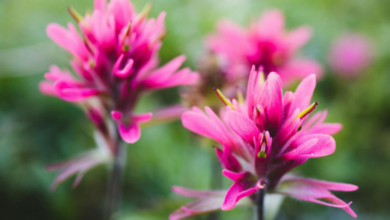 How to Match Plant Decor with Your Seasonal Color Palette
