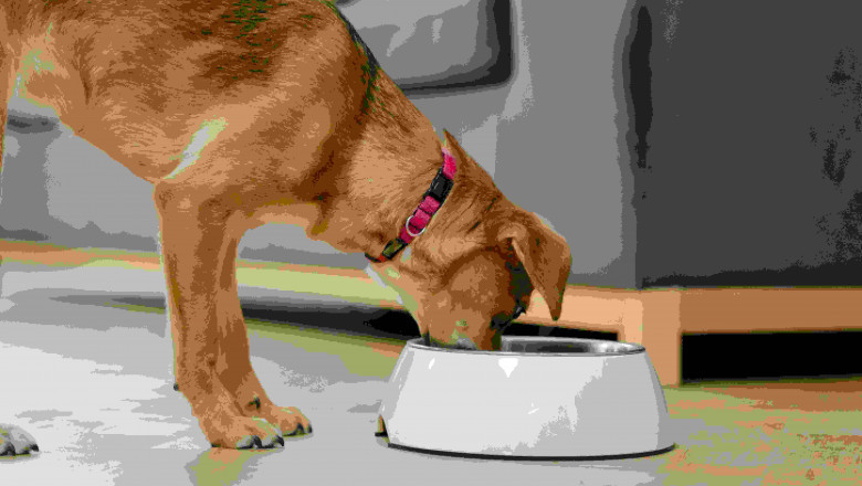 The Ultimate Guide to Healthy Dog Food: What Your Furry Friend Really Needs
