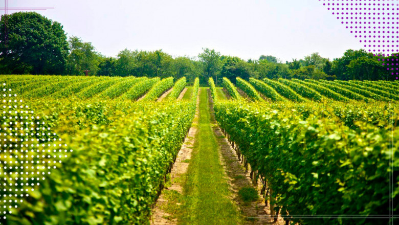 Precision Viticulture Market: Transforming the Future of Wine Production