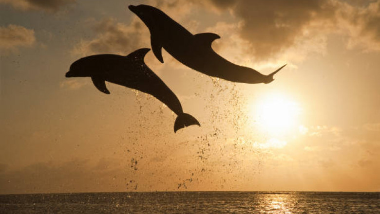 What to Expect at the Dubai Dolphinarium – Complete Visitor Guide