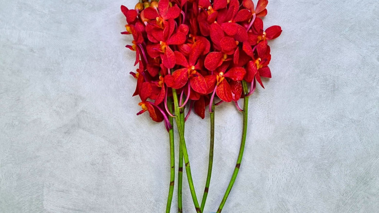 Why Does Your Choice of Orchid Supplier Matter So Much?