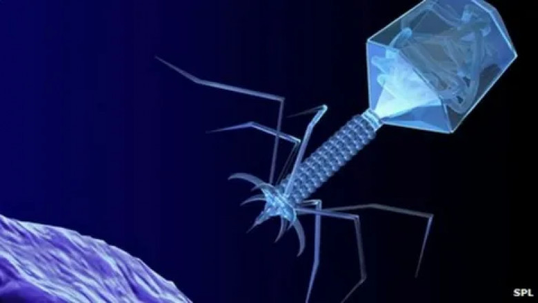 Bacteriophage Therapy Market to Soar with Engineered Phage Advances