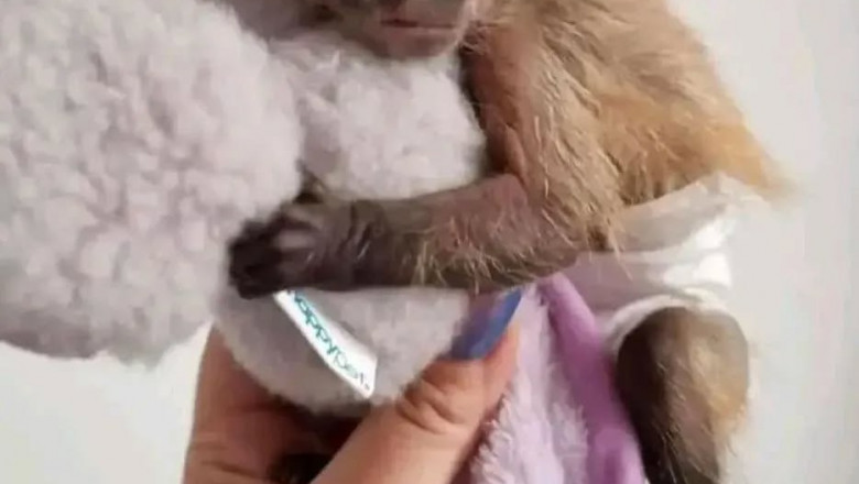 Black Capuchin Monkey for Sale: Buy From Prety Exotic in the USA &amp; Canada