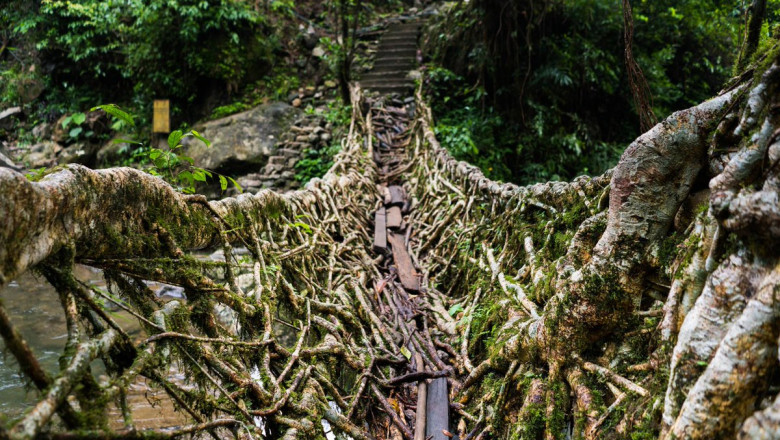 Explore the Natural Wonder of the Double Decker Root Bridge
