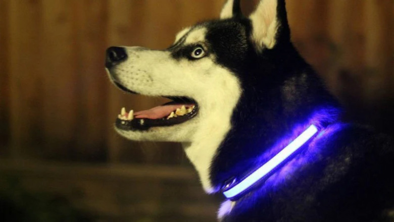 How to Choose the Right Pet Wear from a Reliable Pet Supplies Store