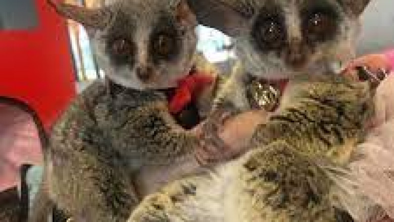 H1: Bush Baby for Sale in USA &amp; Canada