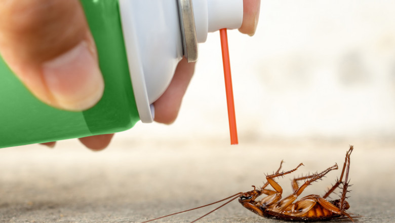 Cockroach Pest Control: Prevention and Elimination