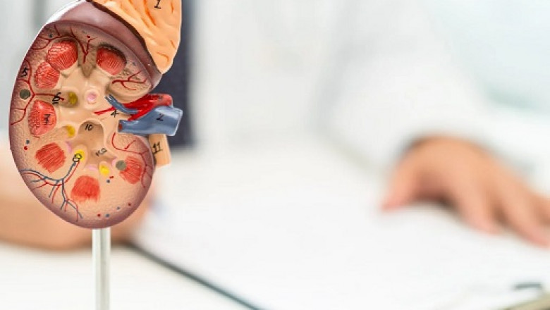 Ayurvedic Treatment for IgA Nephropathy: Herbs, Diet &amp; Therapies