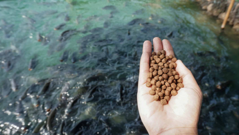 Floating Fish Feed Market To Witness Growth Owing to Precision Formulation