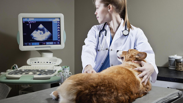 Animal Ultrasound Market to Soar with AI-Enhanced Imaging