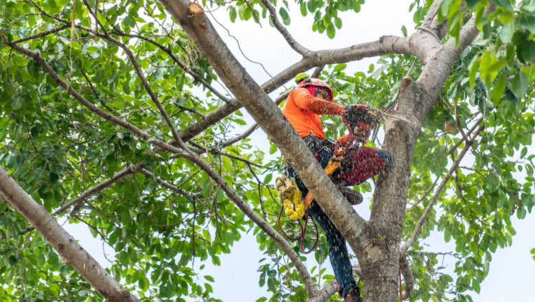 The Hidden Hazards of Dead Trees: Why Removal is Essential