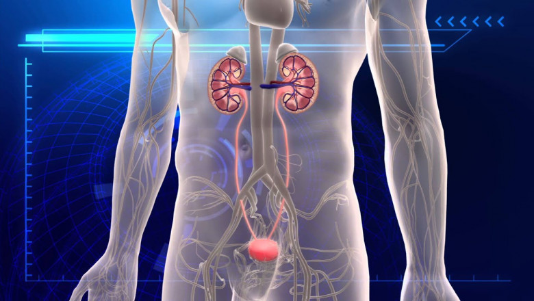 Urinary Tract Infection Therapeutic Market to Grow with Rapid Diagnostic Advances