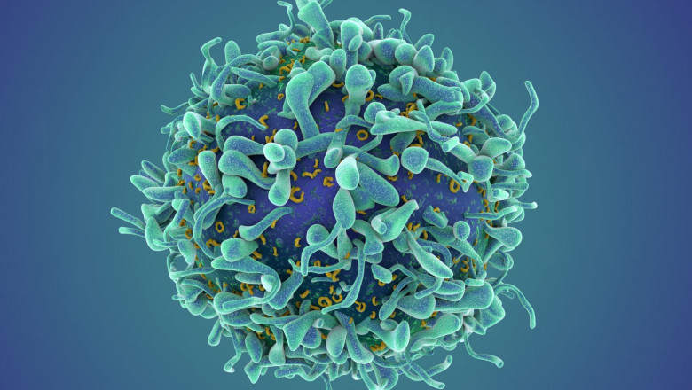 TCR Therapy Market Size, Trends and Growth Outlook