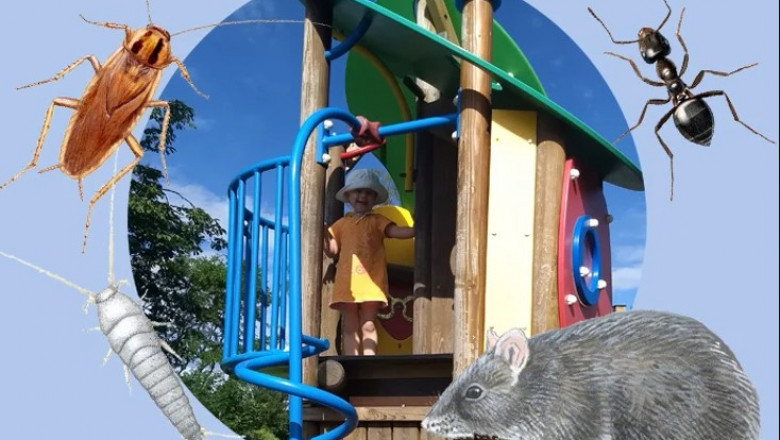 How to Identify, Remove, and Prevent Mice in Your Walls