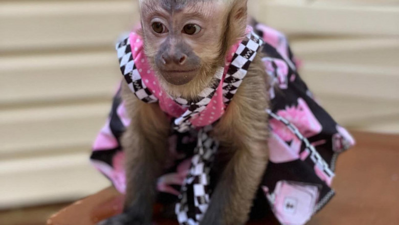 Thinking About a Capuchin Monkey? Here’s What You Should Know First