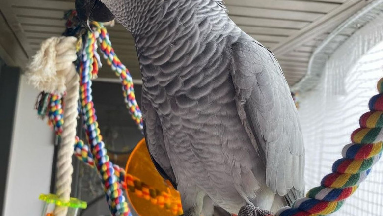 Smart and Colorful Parrots for Your Home