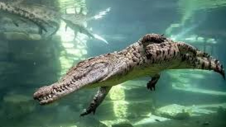 Behind the Scenes at Dubai Crocodile Park: Conservation and Education