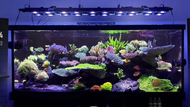 Discover the Best Protein Skimmer 2025 for a Healthy Aquarium Setup