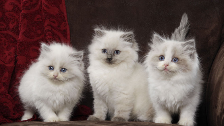 Find Your Perfect Kitten – Ragdoll &amp; Siberian Breeds Available