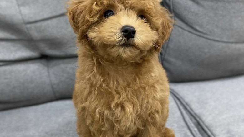 Verified Australian Labradoodles – Home-Raised Labradoodle Puppies for Sale