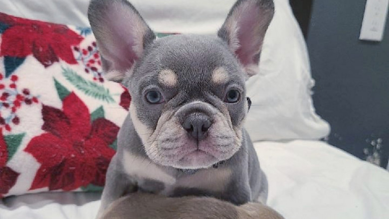 Explore Top-Quality Frenchie for Sale – Adorable, Socialized, and Vet-Checked