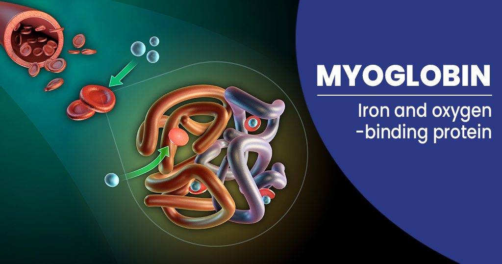 Myoglobin Market Growth, Trends, Absolute Opportunity and Value Chain 2022-2030