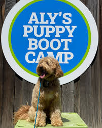 Trained Therapy Dogs for Sale at Aly’s Puppy Boot Camp