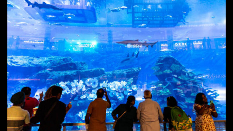 Everything You Need to Know About Dubai Mall Aquarium & Underwater Zoo Tickets