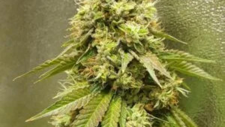 A Comprehensive Guide to Cannabis Seeds and Cultivation in Brazil