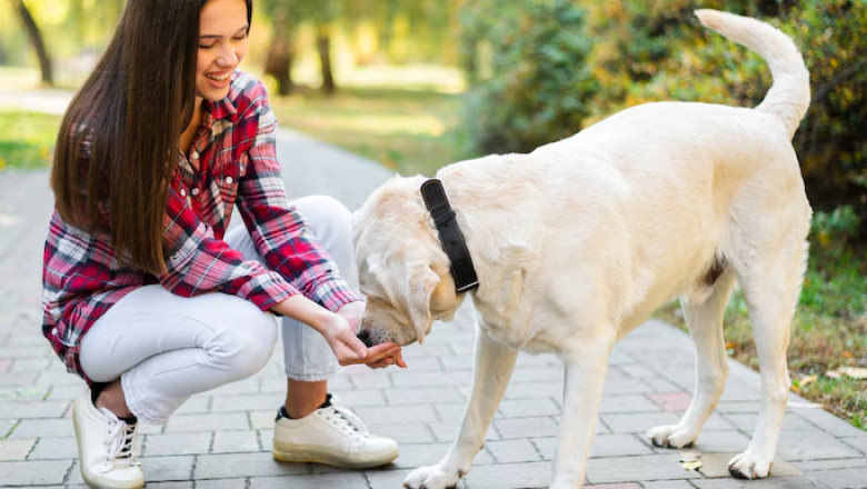 Why Pedigree Matters for Dogs: Health and more to know about