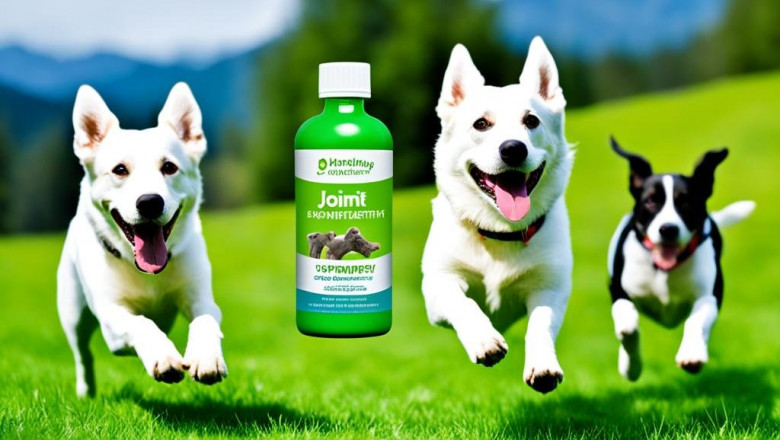 Best Hip and Joint Supplements for Dogs: Top Picks