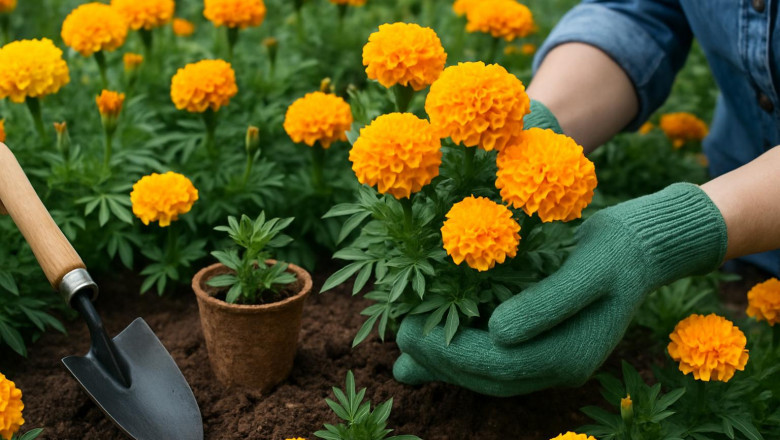 How Do You Store Marigold Seeds for the Next Planting Season?