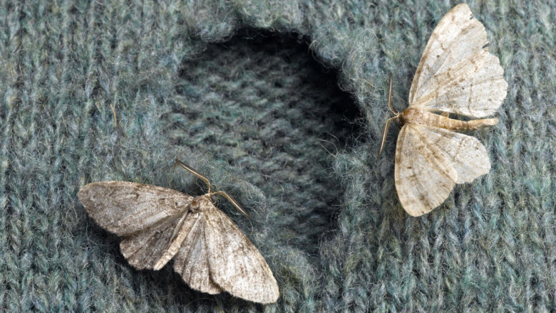 Suit Moth Hole: Preserving the Integrity of Tailored Elegance