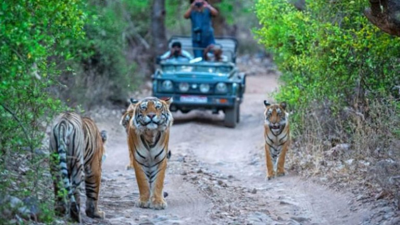 Safari Booking Ranthambore – Jeep, Canter & Online Booking Guide