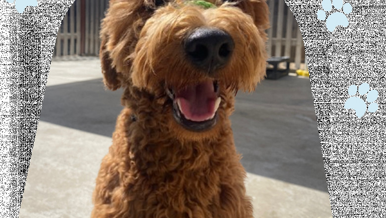 Hands-On Learning for You and Your Dog: Discover the Benefits of a Training Program