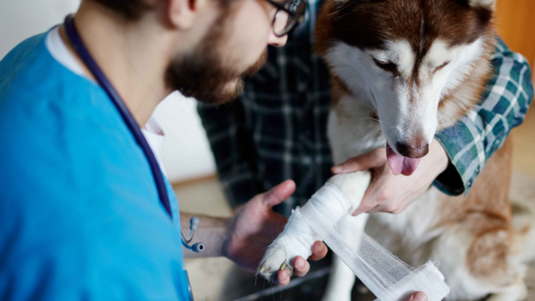 Urgent Pet Care: Trusted Emergency Veterinarian Service for Immediate Help
