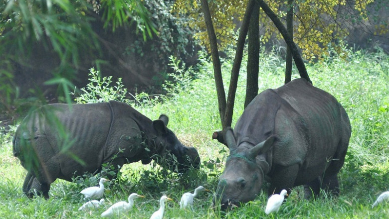 Explore the Wild Beauty of Pobitora Wildlife Sanctuary