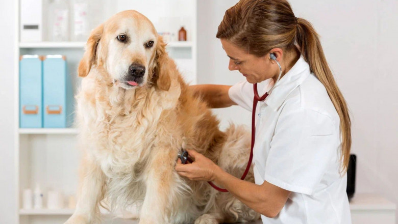 Discover the Best Veterinarian in New York City: A Guide for Concerned Pet Parents!