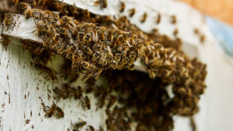 How to Protect Your Home from Future Bee Infestations