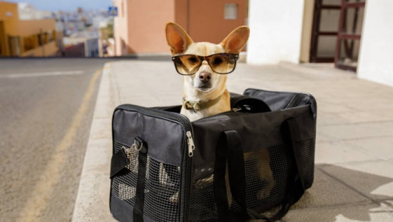 Comfortable and Convenient Travel with Dog Sling Carriers