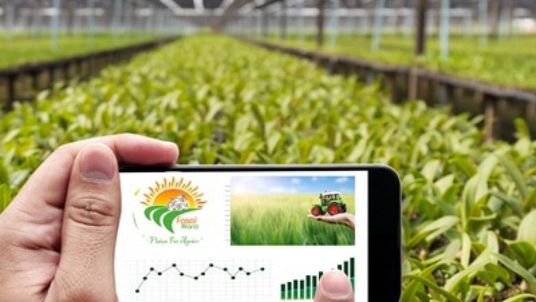Effective Techniques for Successful Cotton Farming