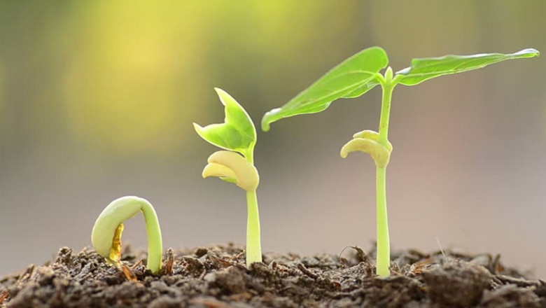 Plant Growth Regulators Market: Enhancing Agricultural Productivity