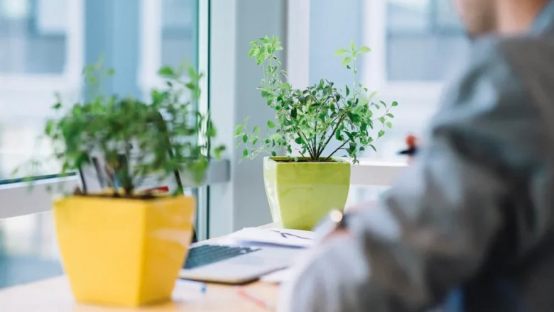 How to Create an Office That Blooms Without Water