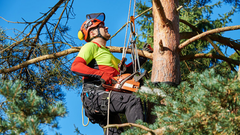 Emergency Tree Trimming Service in Lakewood, TX