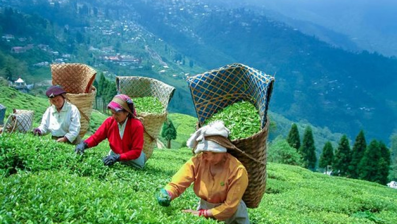 A Breathtaking Ride on the Darjeeling Rangeet Valley Passenger Ropeway