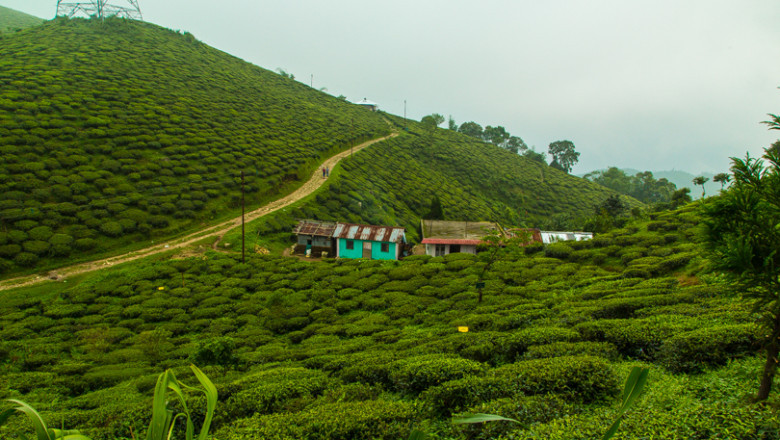 Darjeeling Tour Package for Family: Safe, Scenic & Serene
