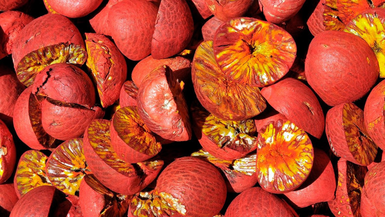 Project Report on Requirements and Cost for Setting up a Areca Nut Processing Plant