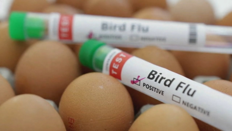 Global Bird Flu Market Growth & Strategic Insights