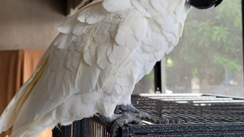 Friendly Cockatoos for Sale – Raised with Love and Care